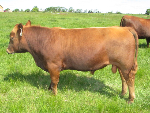 Old School Cattle - Available Bulls