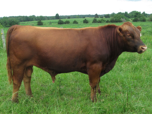 Old School Cattle - Available Bulls